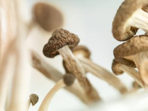 Magic mushroom dispensary